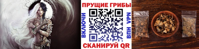 купить наркотик Кондопога дарк нет официальный сайт Псилоцибиновые грибы Cubensis